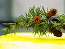 cedrus libani subsp